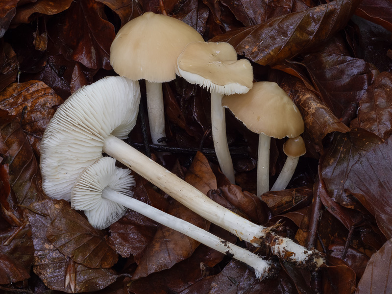 Hydropus subalpinus